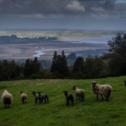 8 nature documentaries on Netflix to remind you of what we should be protecting