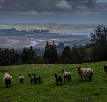 8 nature documentaries on Netflix to remind you of what we should be protecting