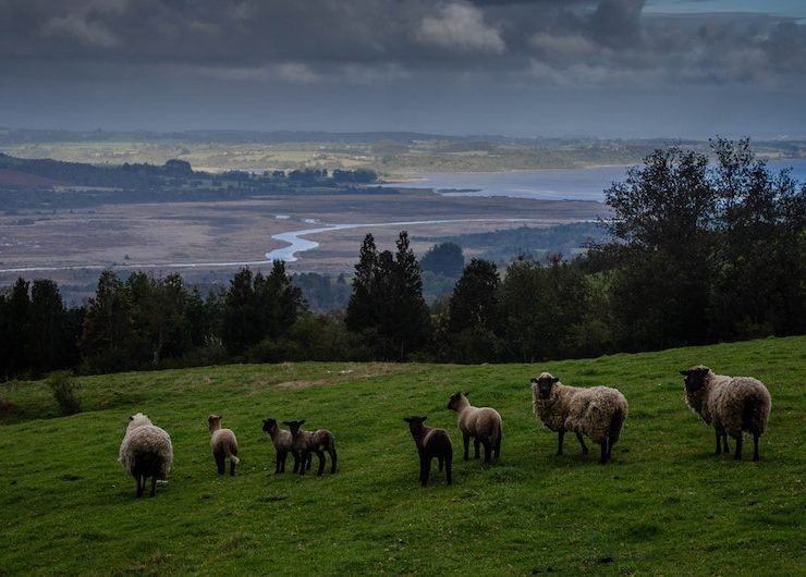 8 nature documentaries on Netflix to remind you of what we should be protecting