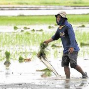 department of agriculture alpas covid-19 farmer