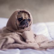 petwarehouse delivery coronavirus covid19 matthew-henry-unsplash