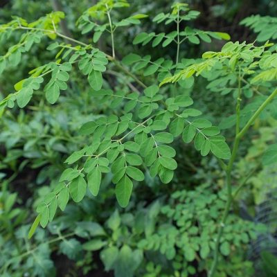 Low-cost immune-boosting food you can easily find in your backyard ...