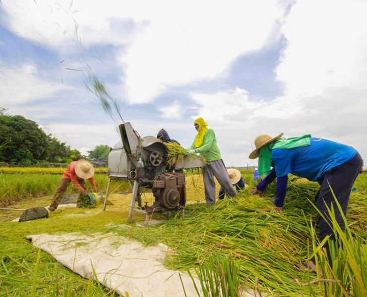 essay about rice farmers