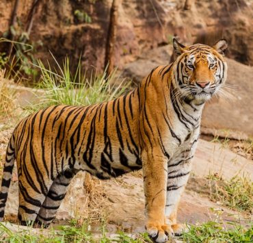 animal covid-19 infected