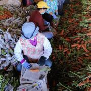 benguet vegetables air force