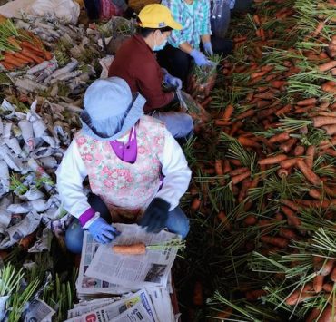 benguet vegetables air force