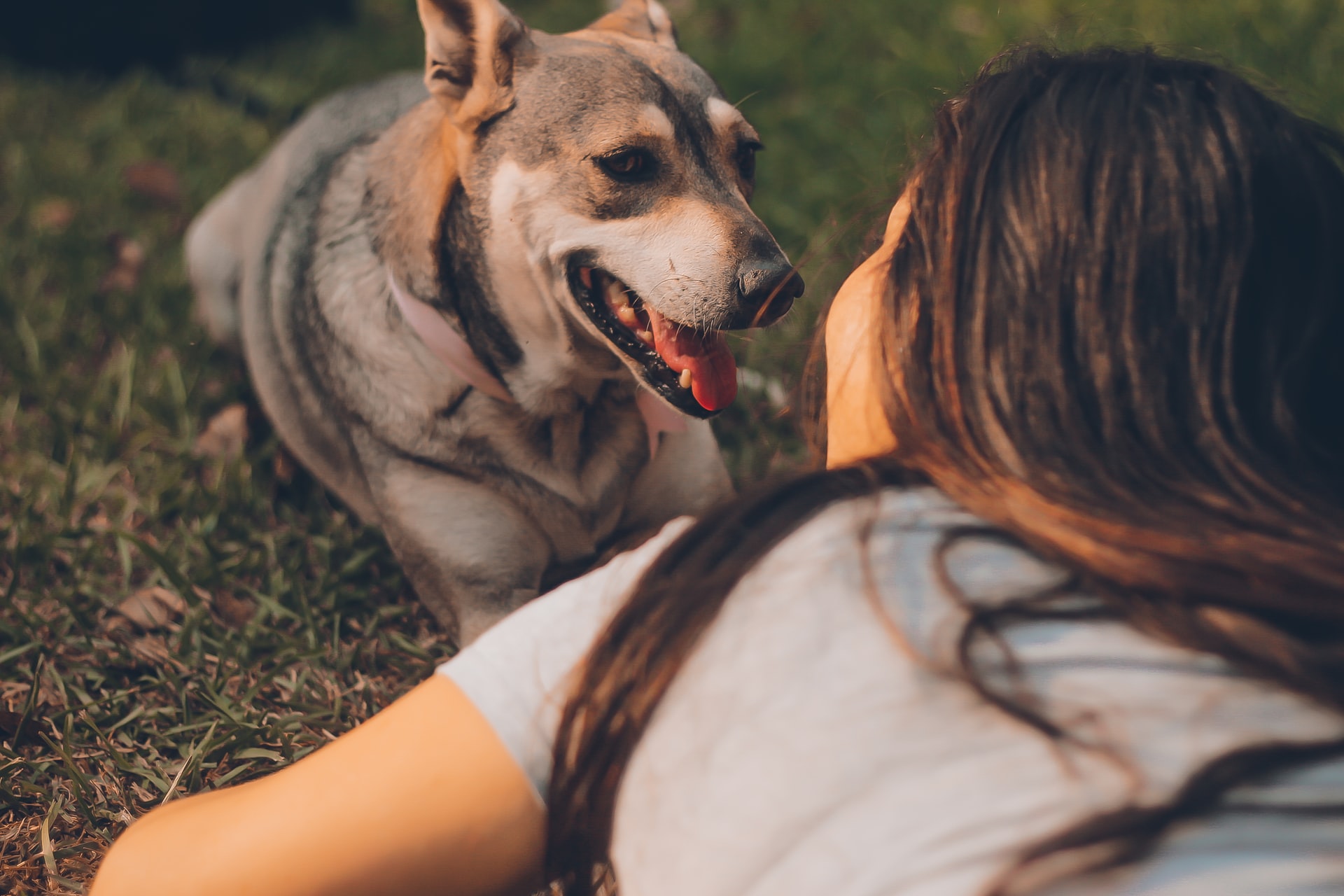 dog outdoors