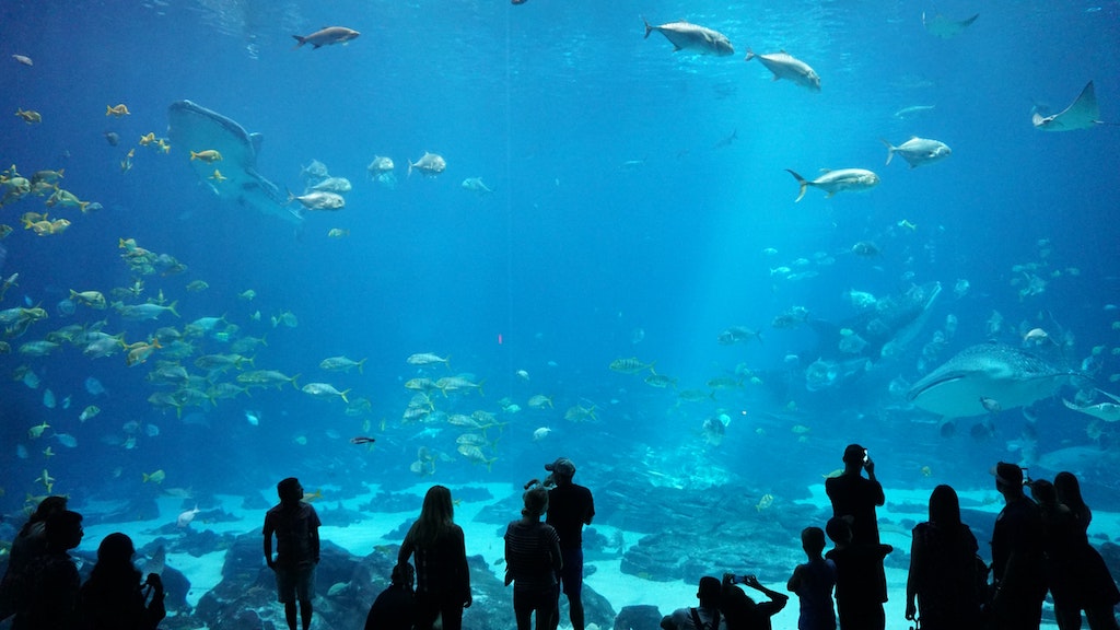 clearwater marine aquarium live cam