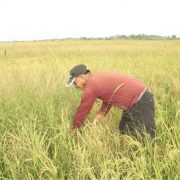 planting ecq punishment