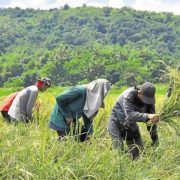 Throughout quarantine, LGUs has helped farmers by buying P1.58-B worth of produce