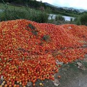 Truckloads of Ifugao farmers’ produce are going to waste due to quarantine travel restrictions