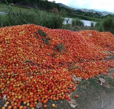 Truckloads of Ifugao farmers’ produce are going to waste due to quarantine travel restrictions