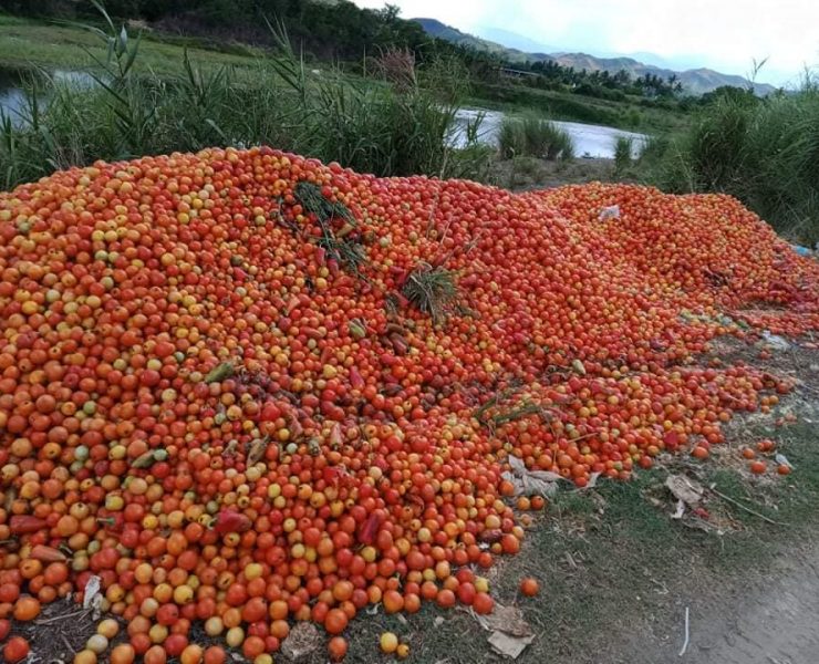 Truckloads of Ifugao farmers’ produce are going to waste due to quarantine travel restrictions
