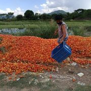 Truckloads of Ifugao farmers’ produce are going to waste due to quarantine travel restrictions