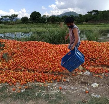 Truckloads of Ifugao farmers’ produce are going to waste due to quarantine travel restrictions