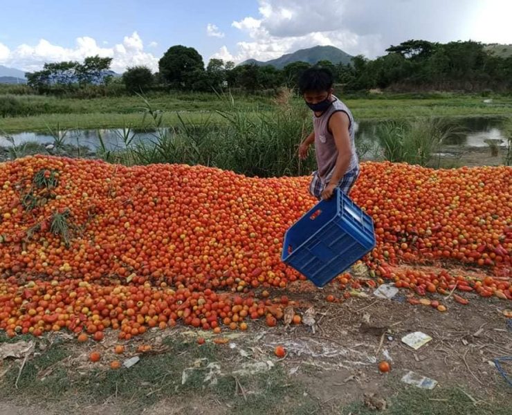 Truckloads of Ifugao farmers’ produce are going to waste due to quarantine travel restrictions