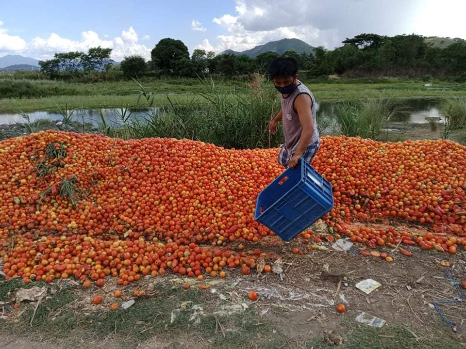 Truckloads of Ifugao farmers’ produce are going to waste due to quarantine travel restrictions