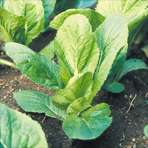 home gardening leaf mustard