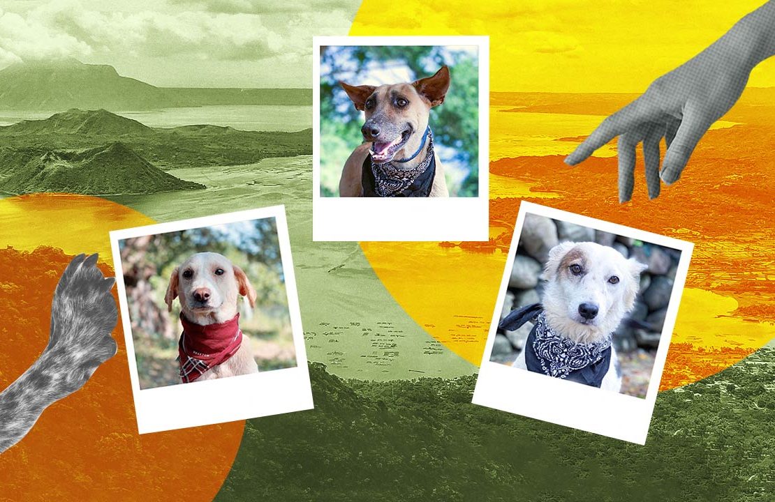 taal volcano eruption dogs adoption