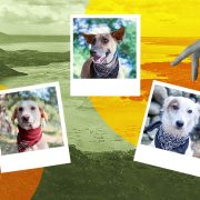 taal volcano eruption dogs adoption