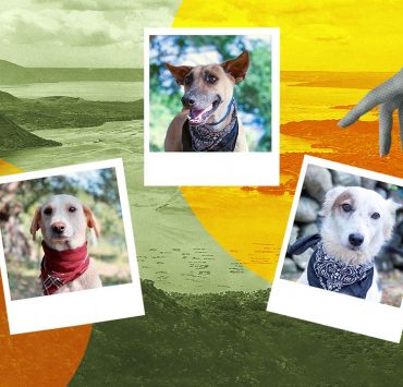 taal volcano eruption dogs adoption