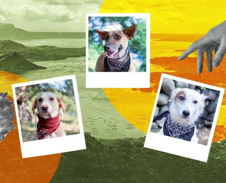taal volcano eruption dogs adoption