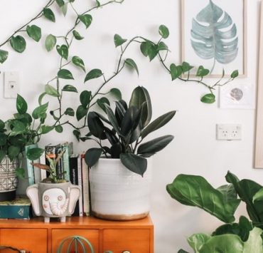 indoor plant