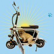 pet-friendly e-bike