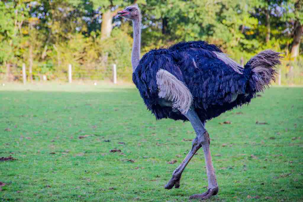 wild republic ostrich