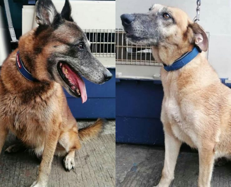 pasig city k9 unit mayor vico sotto