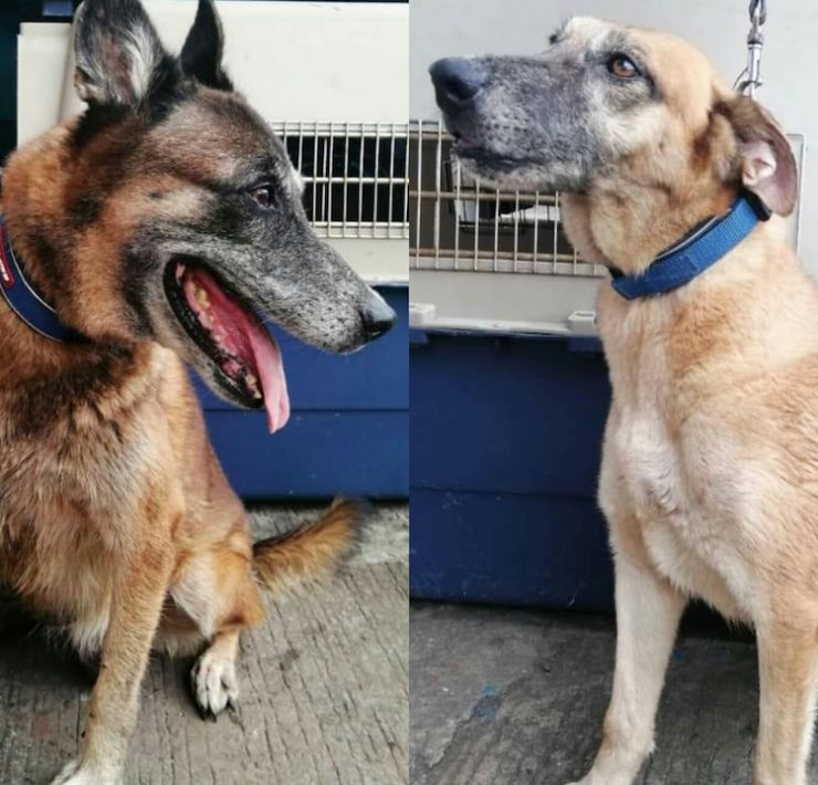 pasig city k9 unit mayor vico sotto