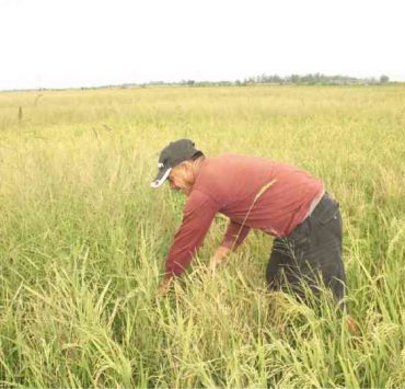 inquirer farmland