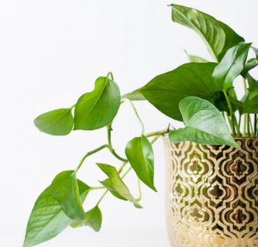 pothos indoor plant thrive in low light condition