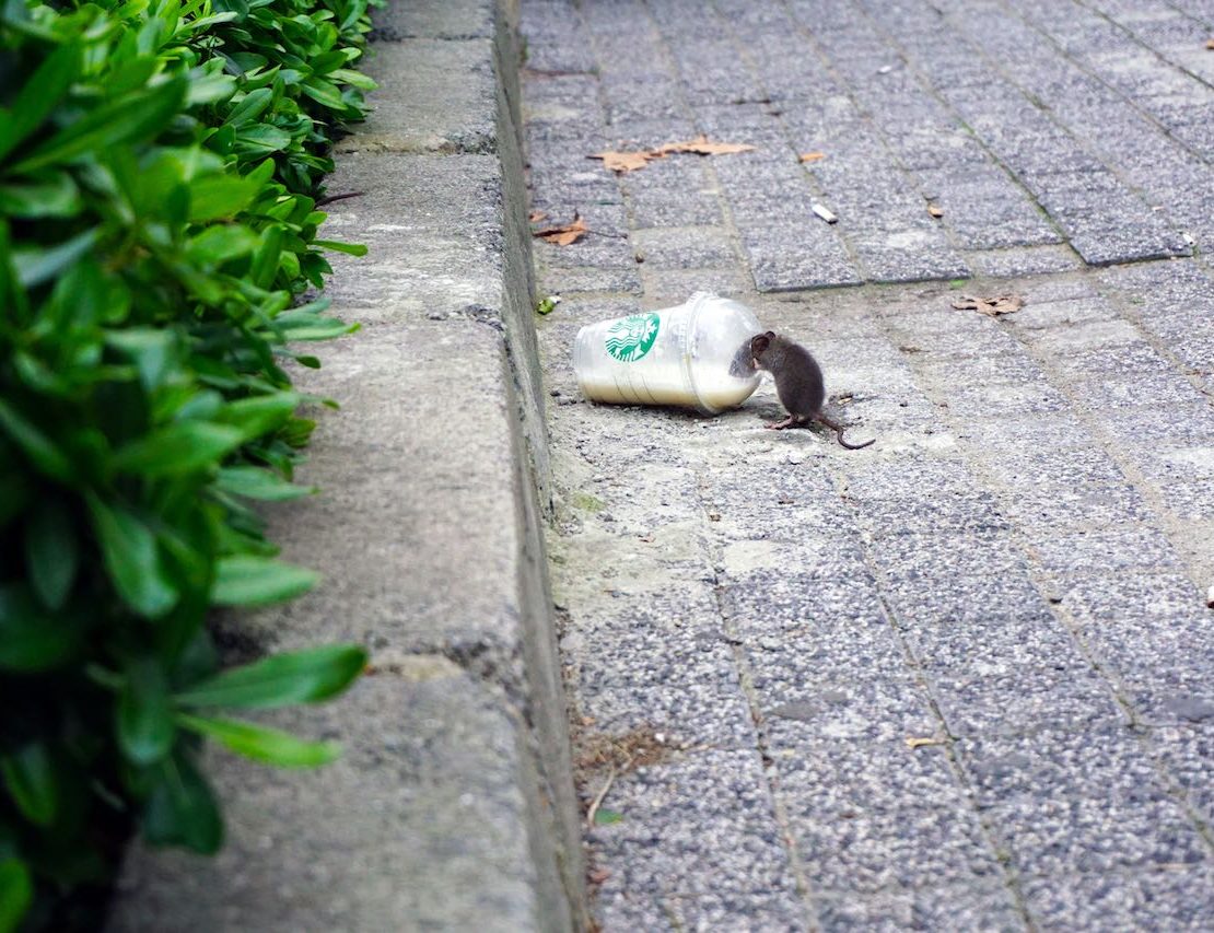 Street Rat Marikina Header nolisoliph