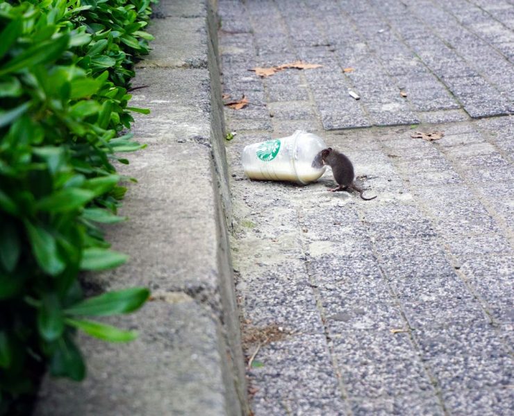 Street Rat Marikina Header nolisoliph