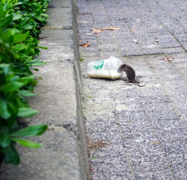 Street Rat Marikina Header nolisoliph