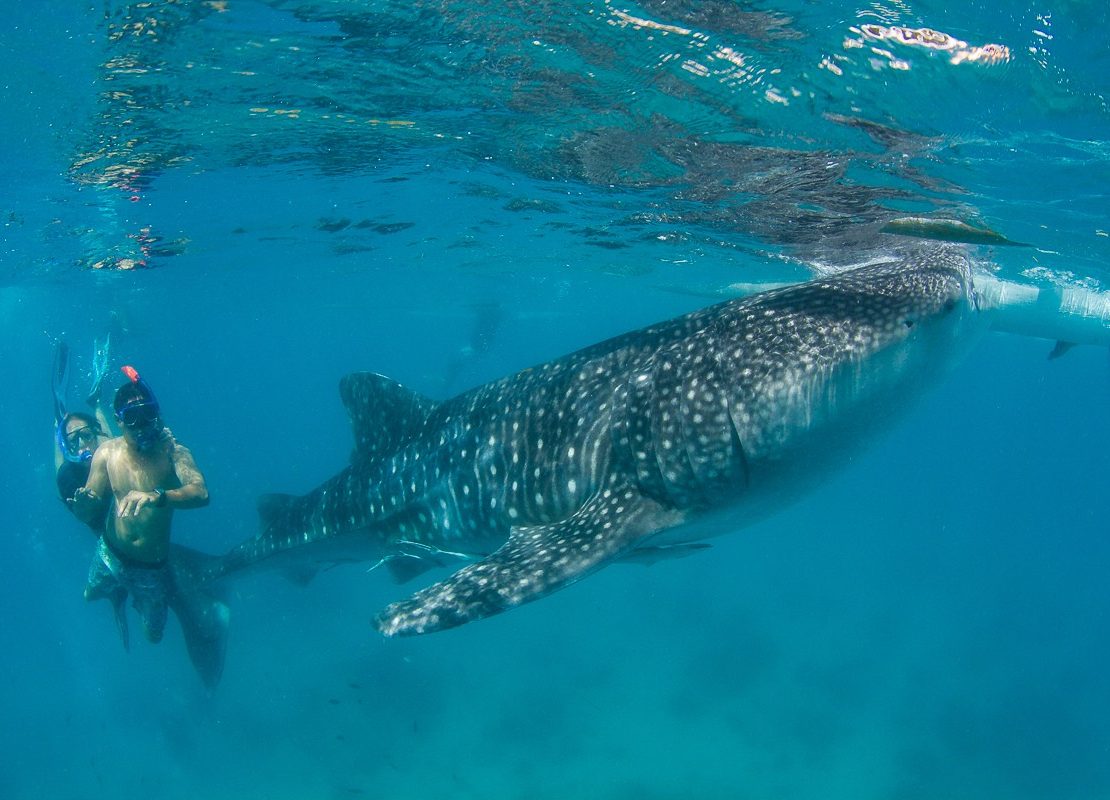 Whale Shark Header Image Steve de Neef Lamave nolisoliph