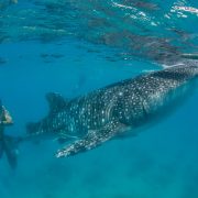 Whale Shark Header Image Steve de Neef Lamave nolisoliph