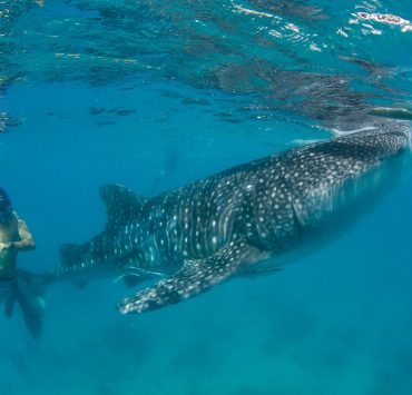 Whale Shark Header Image Steve de Neef Lamave nolisoliph