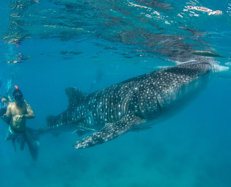 Whale Shark Header Image Steve de Neef Lamave nolisoliph