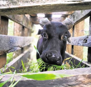 kalibasib tamaraw
