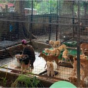 PAWSsion Project animal donation drive header nolisoliph