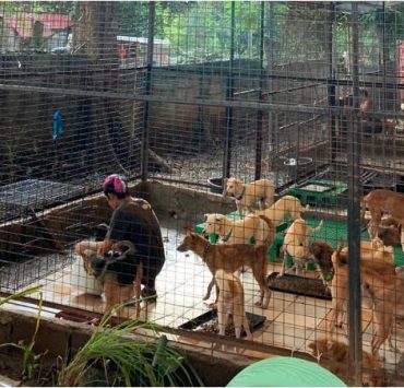 PAWSsion Project animal donation drive header nolisoliph