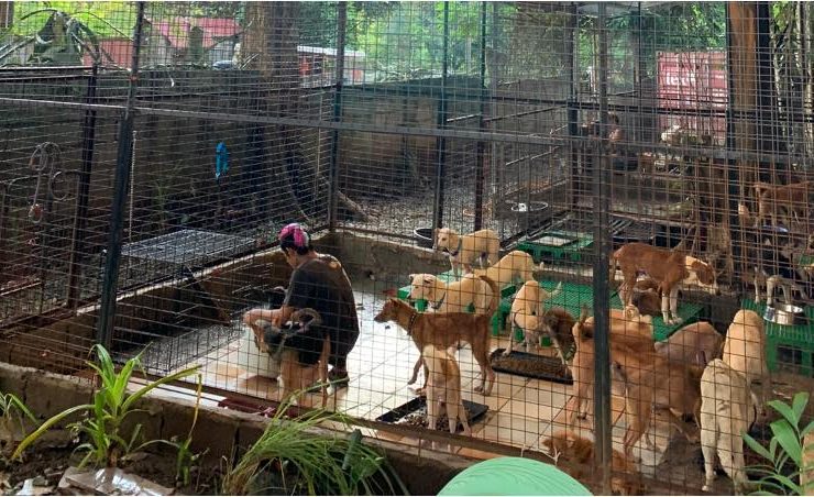 PAWSsion Project animal donation drive header nolisoliph