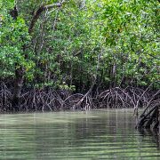 mangroves