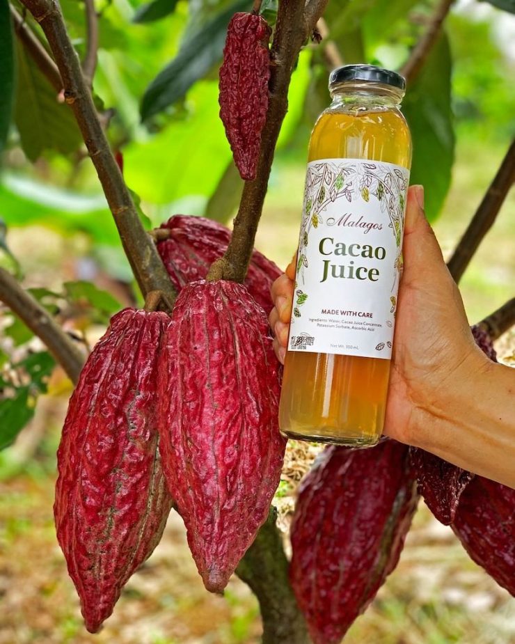 Cacao juice, once the humble farmers’ drink, may be chocolate industry