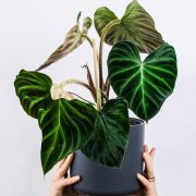 Good luck plants philodendron Chinese New Year header nolisoliph