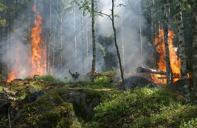 forest fire climate change