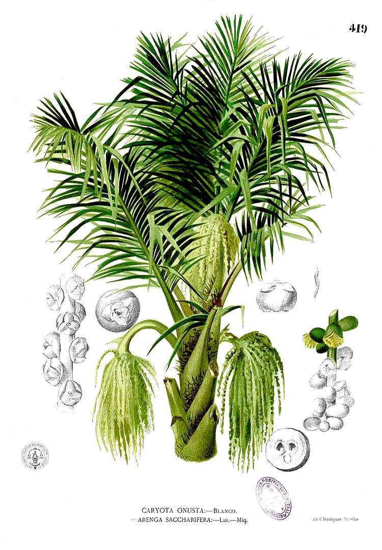 kaong Arenga pinnata illustration by Francisco Manuel Blanco from Flora ...