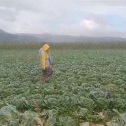 cagayan cabbage farmers